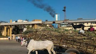 बियाणे कंपन्याकडून फसवणूक, शेतकऱ्यांची कृषी विभागाकडे तक्रार, नुकसान भरपाई मिळण्याची मागणी