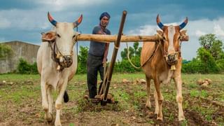 तूर लागवडीत महाराष्ट्र आघाडीवर, काय तूराचे फायदे अन् लागवड प्रक्रीया जाणून घ्या..