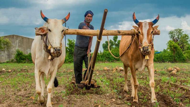 रब्बा हंगामातील उत्पन्न वाढविण्यासाठी शेतीशाळांचा उपक्रम, शेतकऱ्यांना होणार फायदा