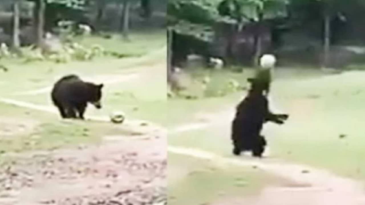 VIDEO : अरेच्चा! हे अस्वल तर फुटबॉलपटूंनाही लाजवेल, दमदार फुटबॉल स्कील्स पाहतच रहाल