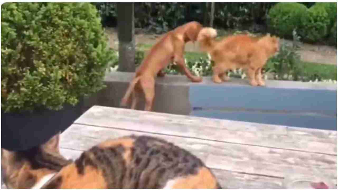 Viral Video : श्वानाला वाचवण्यासाठी मांजर पुढे सरसावली, नेटकरी म्हणाले हीच खरी मैत्री...