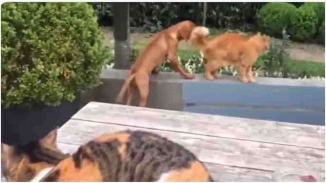 Viral Video : श्वानाला वाचवण्यासाठी मांजर पुढे सरसावली, नेटकरी म्हणाले हीच खरी मैत्री...