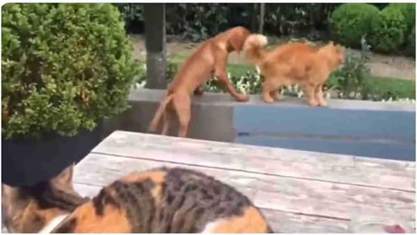 Viral Video : श्वानाला वाचवण्यासाठी मांजर पुढे सरसावली, नेटकरी म्हणाले हीच खरी मैत्री...