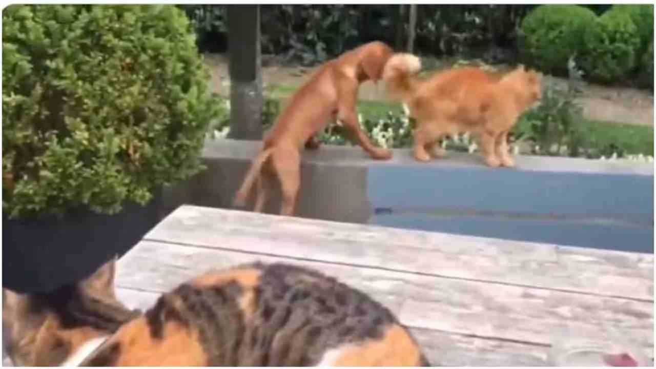 Viral Video : श्वानाला वाचवण्यासाठी मांजर पुढे सरसावली, नेटकरी म्हणाले 'हीच खरी मैत्री...'