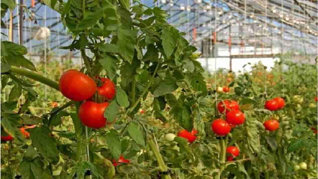 शेतामध्येच टोमॅटोचा लाल चिखल, भाजीपाला कवडीमोल दरात