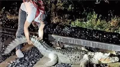 Crocodile on Rail Track : रेल्वे ट्रॅकवर जखमी मगर, सुसाट राजधानी एक्स्प्रेस तब्बल 25 मिनिटं थांबली!