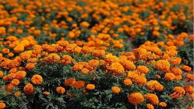 सण-सुदीमुळे फुलांचा बाजार फुलला, व्यापाऱ्यांमध्ये नवचैतन्य