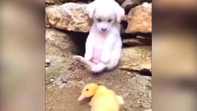 Video | दुबळ्या बदकाच्या मदतीला धावले कुत्र्याचे पिल्लू, व्हिडीओ पाहून नेटकरी भारावले
