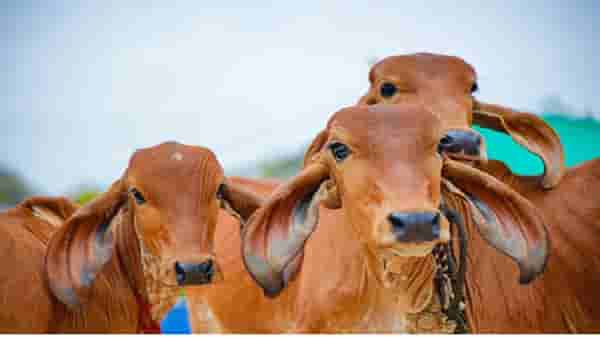योजनेत सहभागी व्हा अन् लाखोंची बक्षिसे मिळवा, पशुपालकांसाठी सुवर्ण संधी