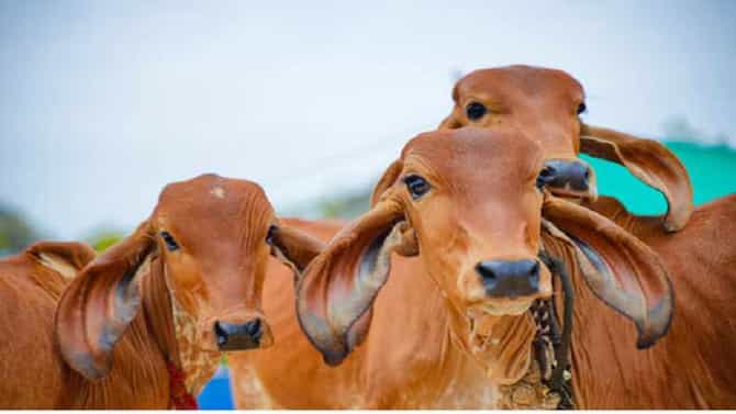 योजनेत सहभागी व्हा अन् लाखोंची बक्षिसे मिळवा, पशुपालकांसाठी सुवर्ण संधी
