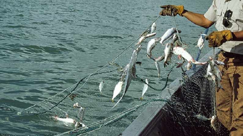 मासे अन् बदकपालनातून लाखोंची कमाई, असा घ्या योजनेचा लाभ