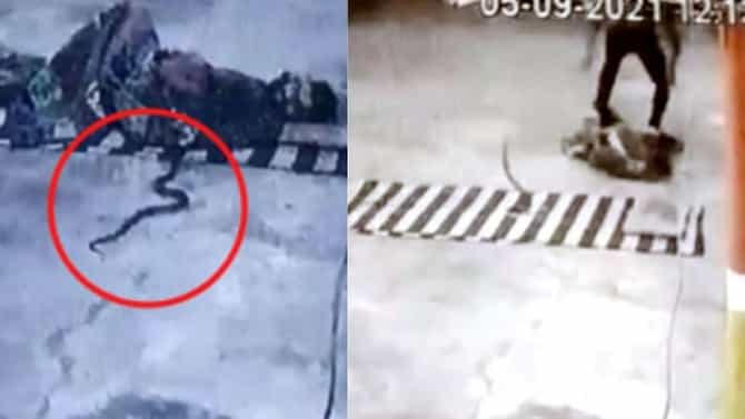 महादेवाच्या मंदिरात झोपला होता मुलगा, अचानक कोब्रा त्याच्या चादरीत शिरला, आणि त्यानंतर...