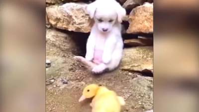 बदकाच्या पिलाच्या मदतीला जेव्हा छोटासा कुत्रा येतो, नेटकरी म्हणाले, माणसं हे कधी शिकणार?