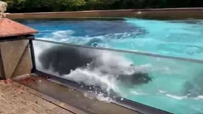 Viral Video : 10 वर्षांपासून एकटेपणा आलेल्या शार्कने टाकीवर मारलं डोकं, हा व्हिडीओ पाहाच