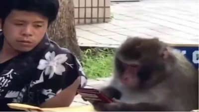 VIDEO : मोबाईल हवा म्हणून माकडाने दाखवला समजूतदारपणा! व्हिडीओ पाहून तुम्हीही व्हाल अवाक्!