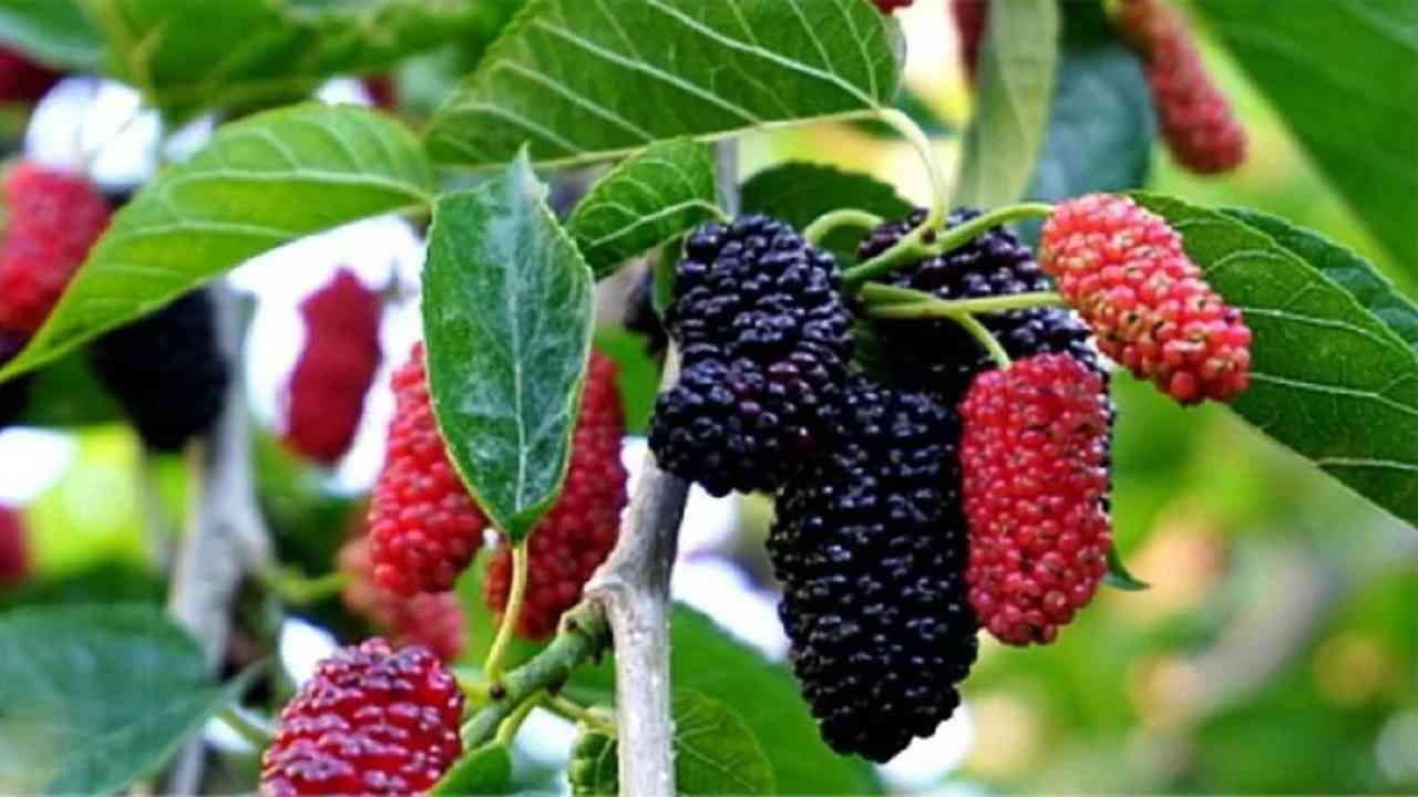 Mulberry fruit discount in marathi