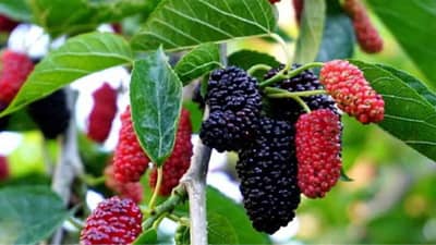 Mulberries Benefits : रोगप्रतिकारक शक्ती मजबूत करण्यासाठी शहतूतचे सेवन करणे फायदेशीर!