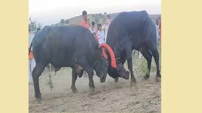 थांबवा हा अमानुषपणा! रेड्यांची झुंज लावून रचलेला जुगाराचा डाव उधळला, 12 रेड्यांच्या जोड्या पोलिसांकडून जप्त