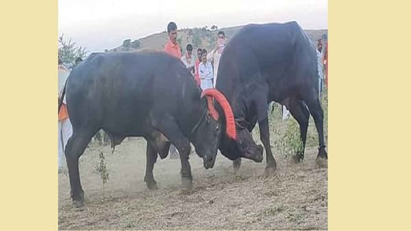 थांबवा हा अमानुषपणा! रेड्यांची झुंज लावून रचलेला जुगाराचा डाव उधळला, 12 रेड्यांच्या जोड्या पोलिसांकडून जप्त