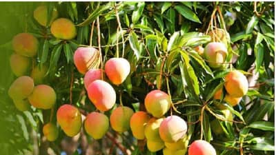 मराठवाड्यातील शेतकऱ्यांनीही परिवर्तन केले पण निसर्गालाही नाही बघवले