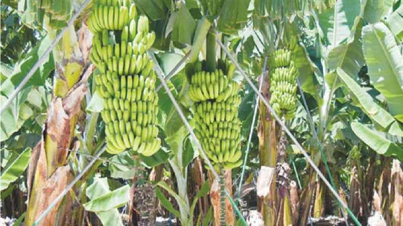 केळीचे उत्पादन घेताय मग ह्या ११ सर्वोत्तम प्रकाराची माहिती जाणूनच घ्या
