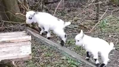 Video | बकरीच्या पांढऱ्याशुभ्र पिल्लांचा मजेदार खेळ, सोशल मीडियावर लाईकचा पाऊस