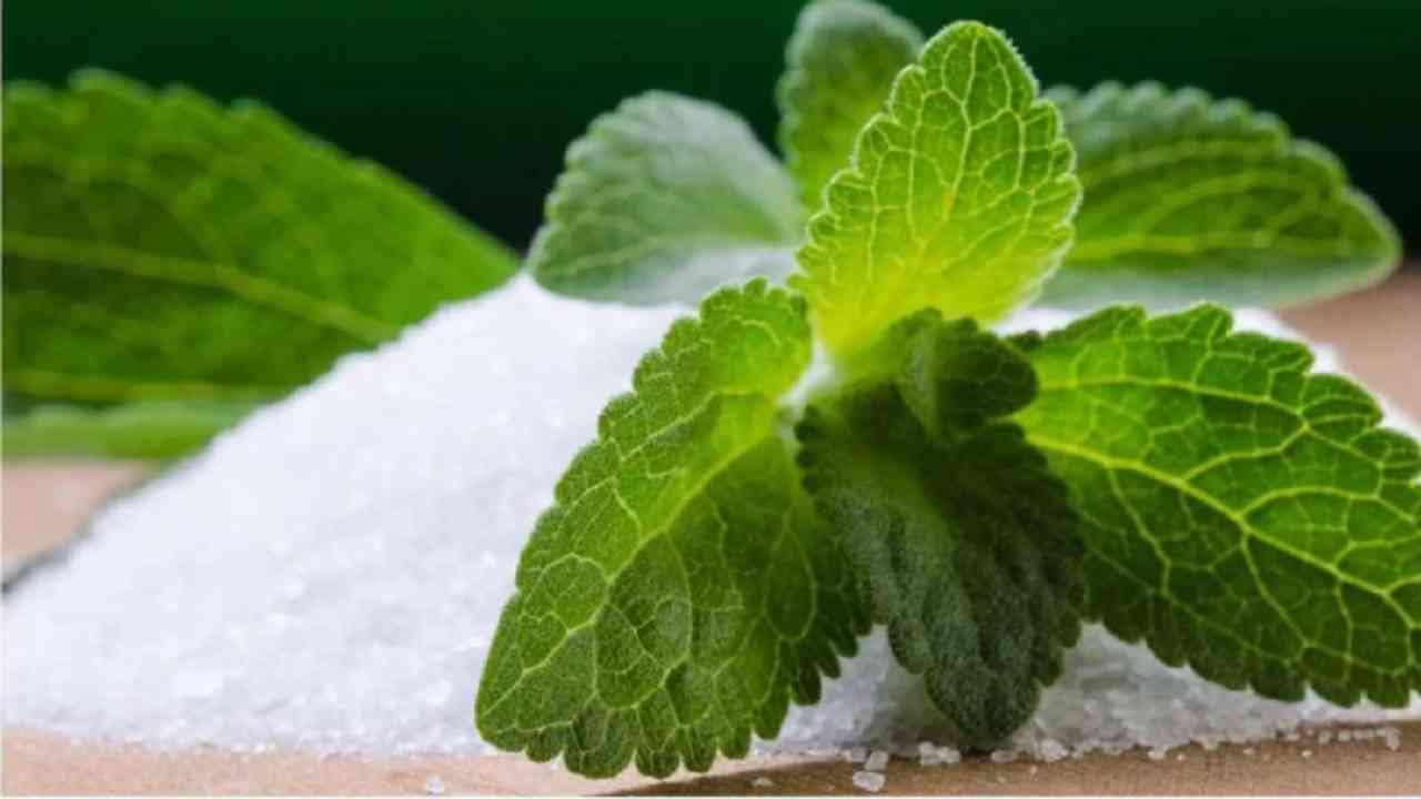 Stevia Benefits : मधुमेह नियंत्रित ठेवण्यासाठी चहामध्ये साखरेऐवजी स्टीविया वनस्पतीचा समावेश करा! वाचा अधिक!
