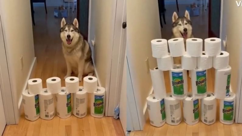 कुत्रे किती हुशार असतात, व्हिडीओ पाहिल्यावर तुम्हीही म्हणाल, 'काय भन्नाट व्हिडीओ आहे!'