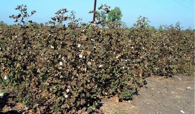 कापूस पिकाचे फरदड शेतकऱ्यांच्या नुकसानीचे की फायद्याचे ?
