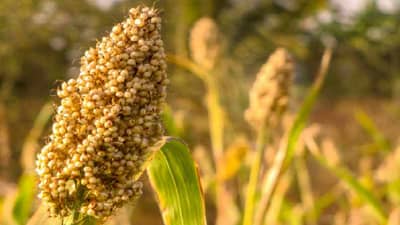 तयारी रब्बी हंगामाची ; ज्वारी उत्पादन वाढीसाठी अशी करा पुर्वतयारी