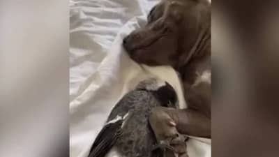 VIDEO: कुत्रा आणि कबुतराची जोडी जमली, दोघांची मैत्री पाहून सर्वच चकीत
