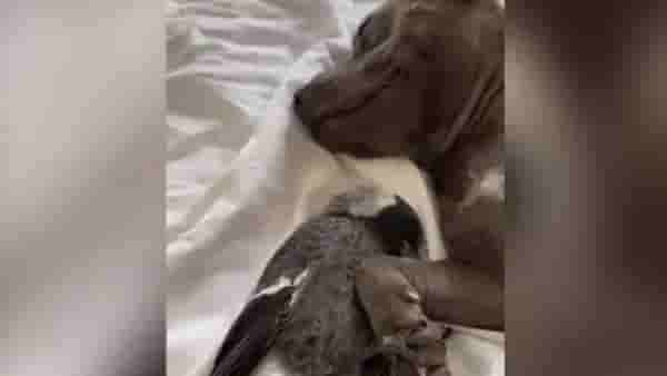 VIDEO: कुत्रा आणि कबुतराची जोडी जमली, दोघांची मैत्री पाहून सर्वच चकीत