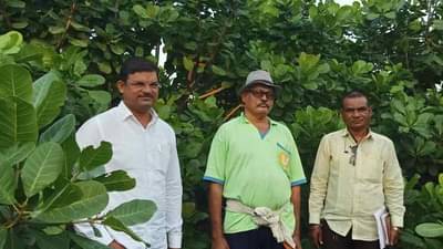 होय..! लातुरच्या डोंगराळ भागात काजूची बाग, अर्ध्या एकरात लाखोंचे उत्पन्न