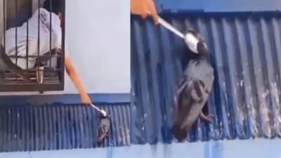 VIDEO : मुलाने कबुतराला चमच्याने पाजलं पाणी, व्हिडीओ पाहून सुखावली नेटकऱ्यांची मनं!