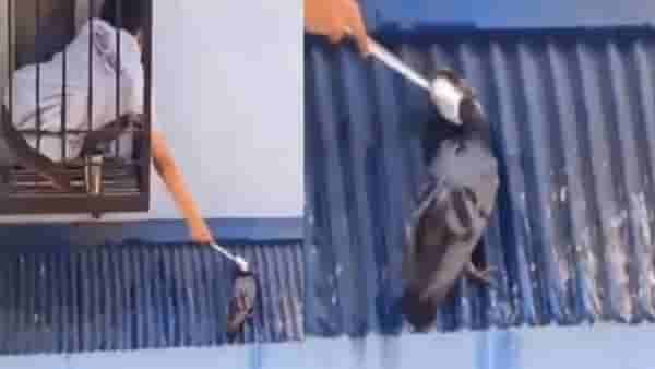 VIDEO : मुलाने कबुतराला चमच्याने पाजलं पाणी, व्हिडीओ पाहून सुखावली नेटकऱ्यांची मनं!