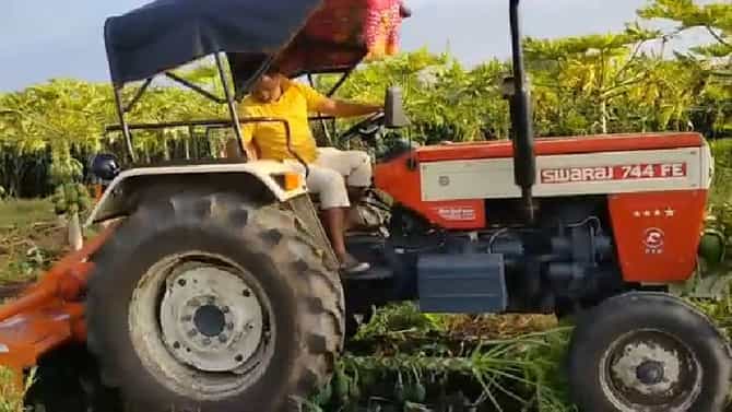 टोमॅटोचा लाल चिखल, मिरची उपटून फेकली, पपईला बाजार भाव नसल्याने शेतकऱ्याकडून रोटरने बाग उद्ध्वस्त