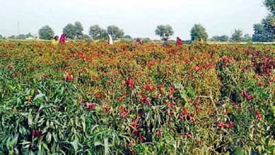 मिरचीचा ठसका शेतकऱ्यालाच, कवडीमोल दरामुळे फिरवला नांगर