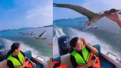 Video: मधोमध स्पीडबोट, दोन्ही बाजूला पक्ष्यांचा थवा, नजरा पाहून नेटकरी म्हणाले, दिवस कारणी लागला!