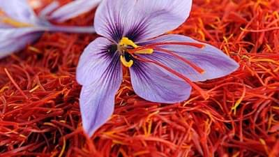 जागतिक बाजारपेठेत केशराचा भाव वधारला; भारतीय शेतकरी, व्यापाऱ्यांना बक्कळ फायदा