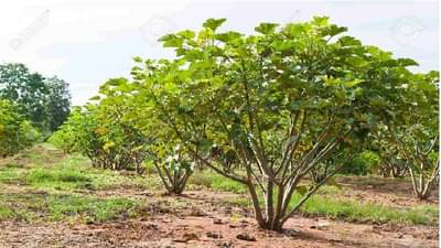 सरकारचा निर्णय बायोडिझेलबाबतचा अन् फायदा होणार शेतकऱ्यांना