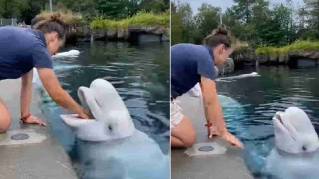 VIDEO : महिलेची Cute डॉल्फिनसोबत मस्ती, व्हिडीओ पाहून उमटेल चेहऱ्यावर हसू...