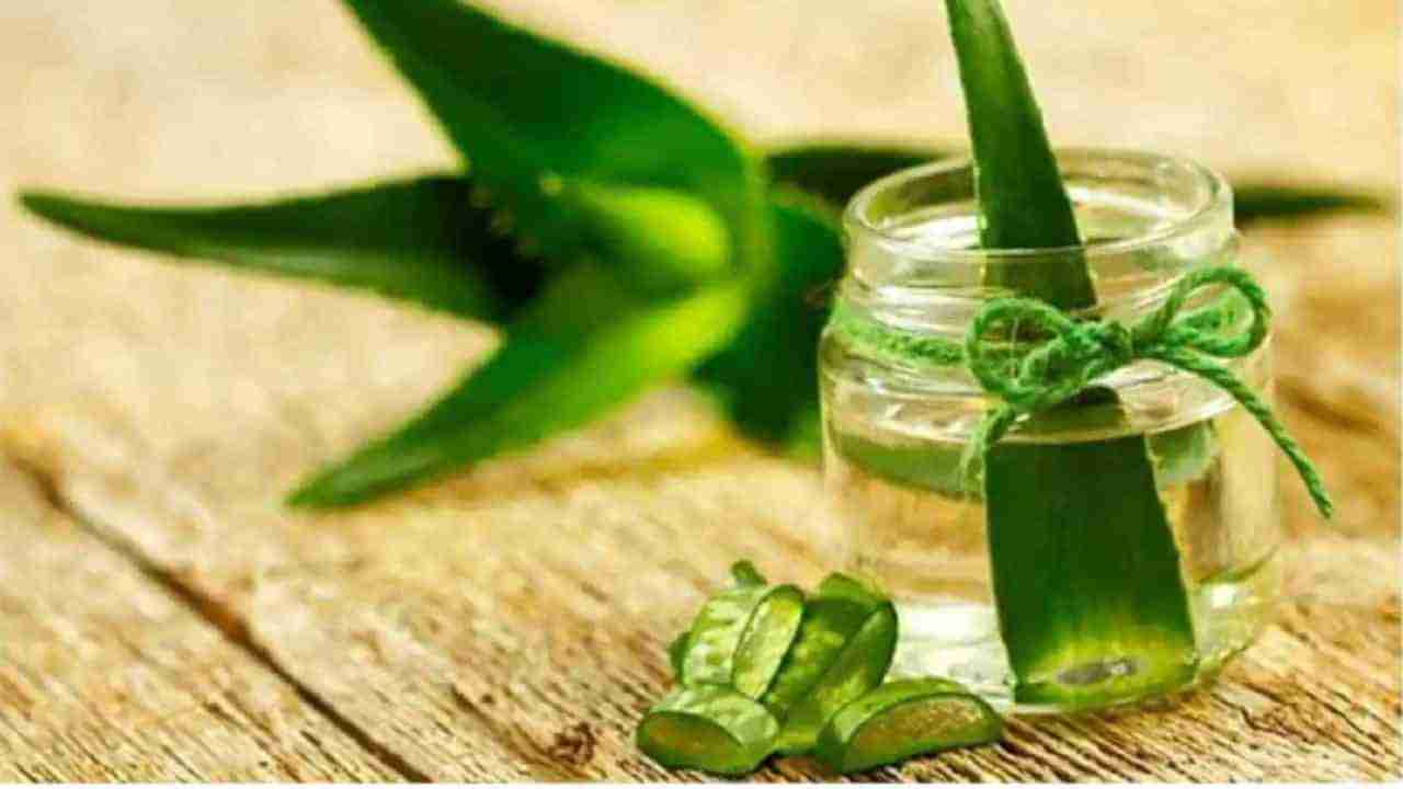 Homemade Aloe Vera Oil : जाड आणि लांब केसांसाठी घरगुती कोरफड तेल वापरा!
