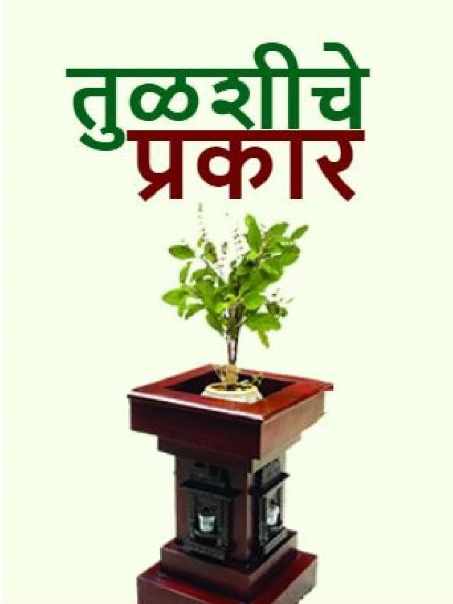 तुळशीचे  प्रचलित  प्रकार