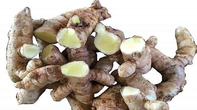 आंब्याच्या बागेतील रिकाम्या जागेत करा हळदीचे लागवड अन् मिळवा लाखोंचे उत्पन्न