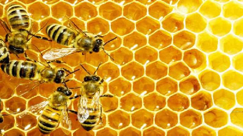 मध केंद्रासाठी 50 टक्के अनुदान, खादी व ग्राम उद्योग केंद्राकडून अनुदनासह मिळणार प्रशिक्षण