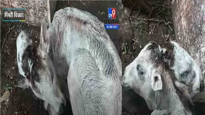 Video | जन्माला आले चक्क दोन तोंडाचे वासरु, नागरिकांनी केली एकच गर्दी