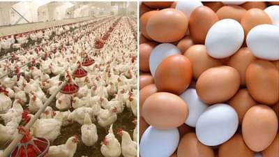 श्रावण संपताच महागाईची फोडणी; चिकन 10 रुपयांनी तर अंडी एक रुपयांनी महागली