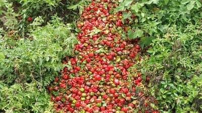 16 हजारांची रोपं...लाखोंचा खर्च अन् सिमला मिरची थेट बांधावर