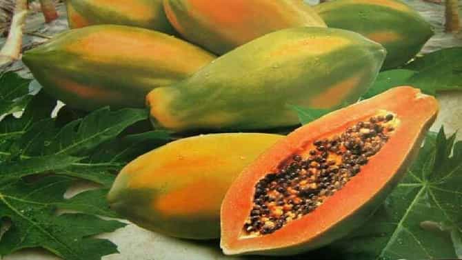 पपईची शेती ! योग्य नियोजन केले तर वर्षाकाठी 15 लाखाचे उत्पन्न,