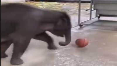 Viral Video : बेधुंदपणे बागडणारं, फूटबॉल खेळणारं हत्तीचं पिल्लू, लोक म्हणाले, याला पाहून आम्ही सगळं टेन्शन विसरलो!